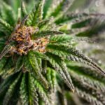 Czym są nasiona medyczne i jak się różnią od rekreacyjnych?