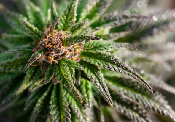 Czym są nasiona medyczne i jak się różnią od rekreacyjnych?