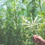 Green House Seeds – jak powstała jedna z największych marek świata?