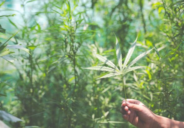 Green House Seeds – jak powstała jedna z największych marek świata?