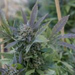 CBD a układ endokannabinoidowy – co warto wiedzieć?