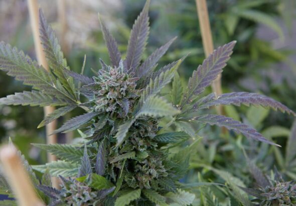 CBD a układ endokannabinoidowy – co warto wiedzieć?