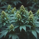 dc33769e43a3d7447710407428e4cd16